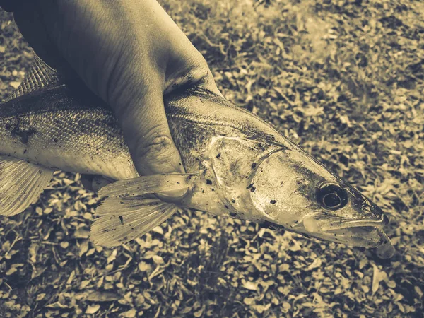Peixe capturado nas mãos do pescador — Fotografia de Stock