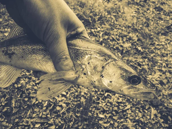 Gefangener Fisch in Fischerhand — Stockfoto