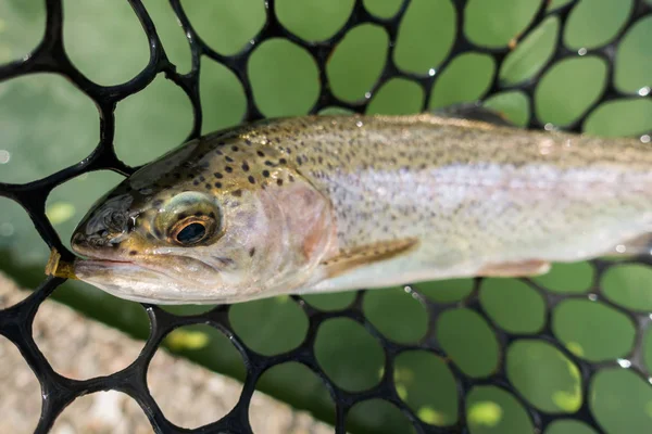 Trout fishing on the lake — Stock Photo, Image