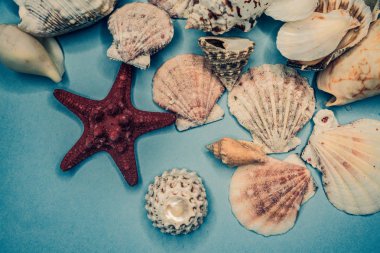 Mavi arka planda deniz kabukları
