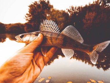 Balık pike-levrek bir fener elinde