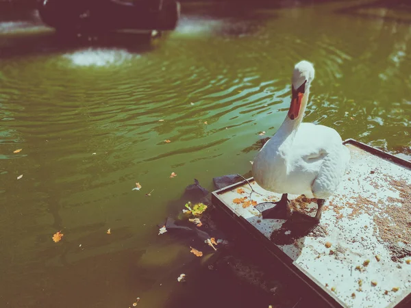 Белый лебедь на пруду — стоковое фото