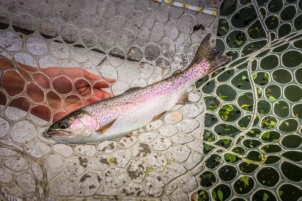 Trout fishing on the lake — Stock Photo, Image