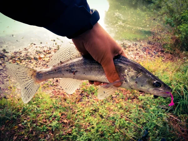 caught fish in fisherman\'s hands