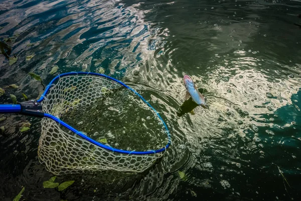 Pêche à la truite sur le lac — Photo