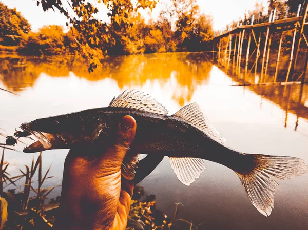 Пойманная рыба в руке на озере — стоковое фото