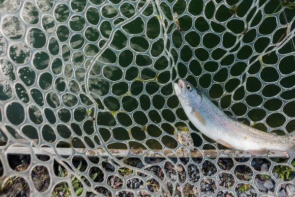 Öringfiske Floden — Stockfoto