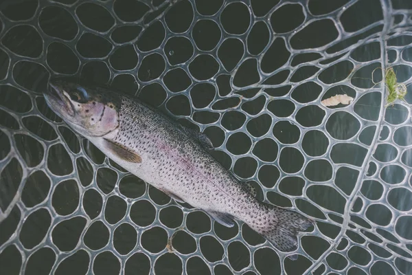 Zone Pêche Truite Gros Plan — Photo