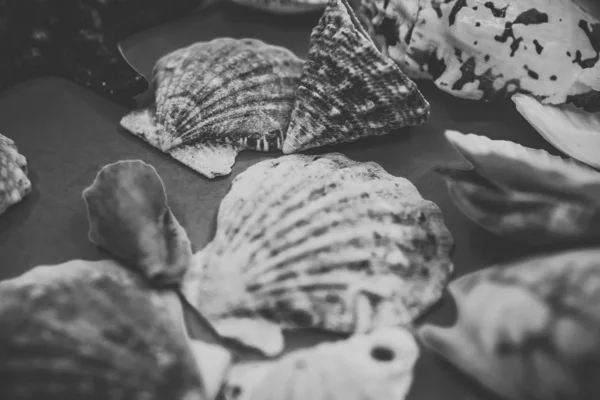 Conchas em um fundo azul — Fotografia de Stock