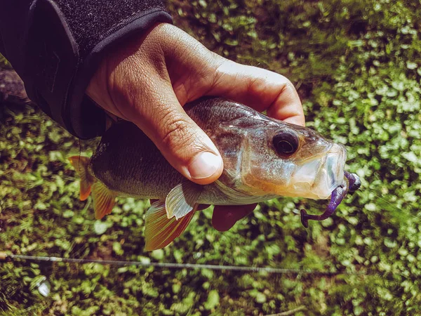 Зандер Риболовля Річці — стокове фото
