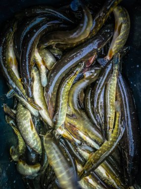 Bir balıkçı tema arka plan