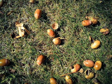 çim üzerinde meşe palamudu