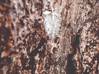 ağaç kabuğu dokusu arkaplanı