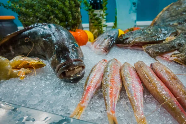 Poisson Sur Glace Dans Restaurant Poisson — Photo