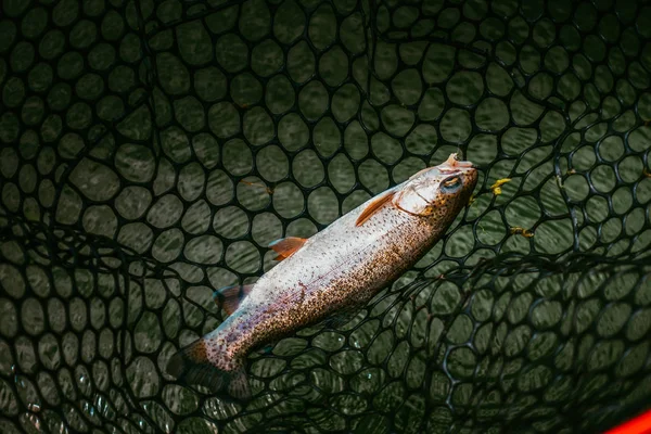 Trout fishing on the lake — Stock Photo, Image