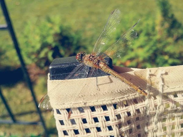 Libélula na parte de trás de uma cadeira — Fotografia de Stock