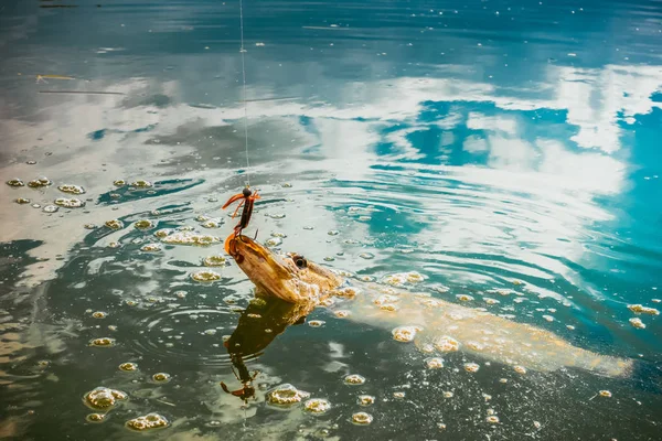 Pesca de lúcio no lago — Fotografia de Stock