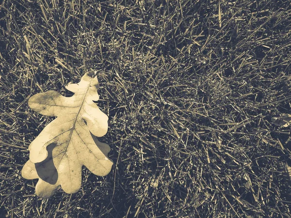 Trockene Blätter auf grünem Gras — Stockfoto