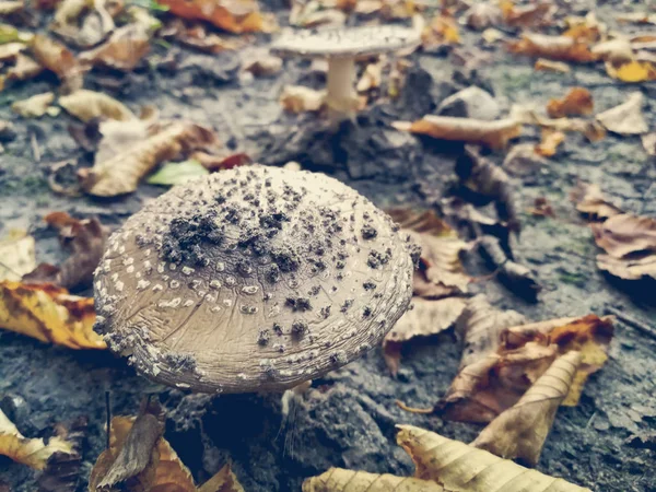 Edible fly agaric — стоковое фото