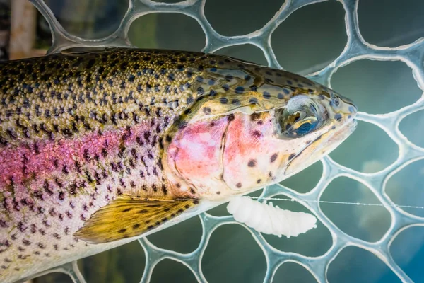 Pêche à la truite sur le lac — Photo