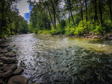 Ormanda güzel hızlı nehir