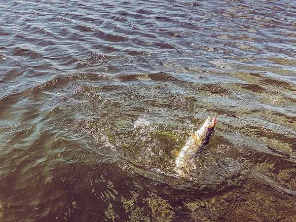 Fiske på sjön — Stockfoto