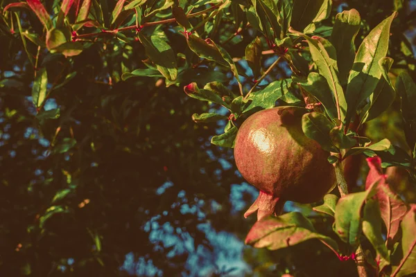 Grüner Granatapfel auf dem Baum — Stockfoto