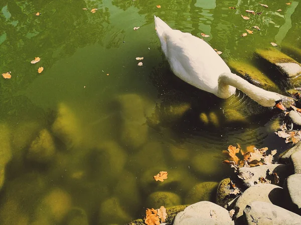 Cigno bianco su uno stagno — Foto Stock