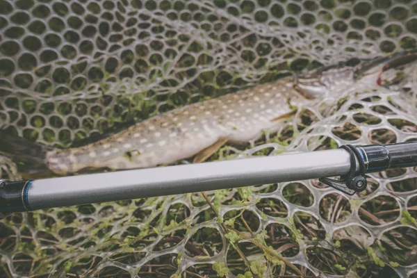 Pike rybaření na jezeře — Stock fotografie