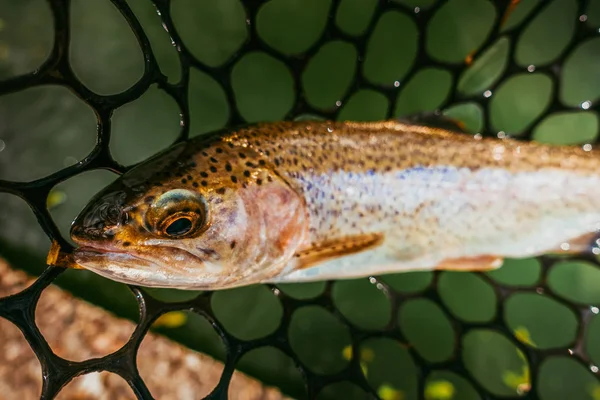 Pesca alla trota sul lago — Foto Stock