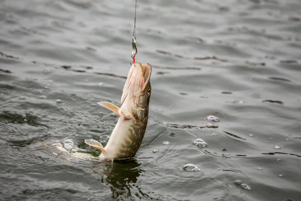 Pesca de lúcio no lago. Recreação de pesca — Fotografia de Stock