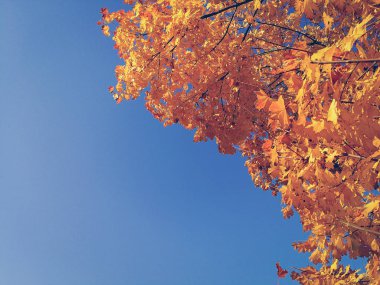 Güzel sarı akçaağaç. Sonbahar