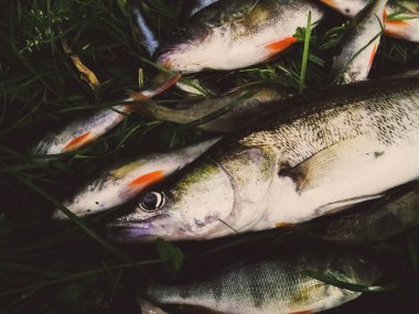 Çimenlerde balık yakaladım.