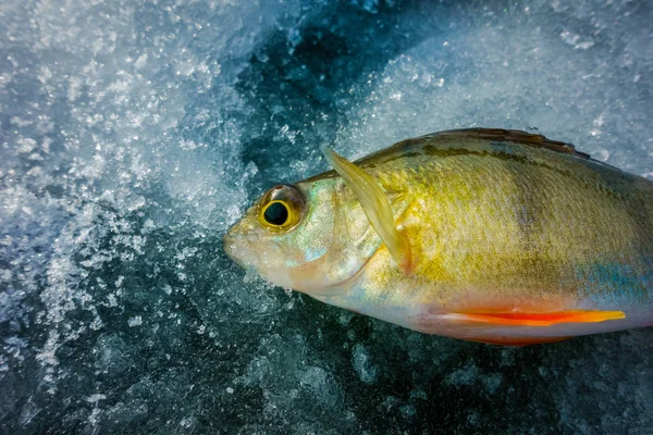 Buz Gelen Kış Balıkçılık — Stok fotoğraf