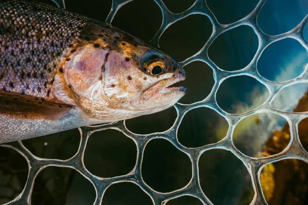 Gebied Vissen Forel Close — Stockfoto