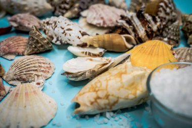 Arka plan mavi bir arka plan üzerinde deniz kabukları