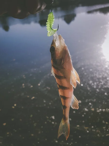 การตกปลาแซนเดอร บนแม — ภาพถ่ายสต็อก