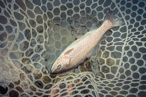 Trout fishing on the lake — Stock Photo, Image