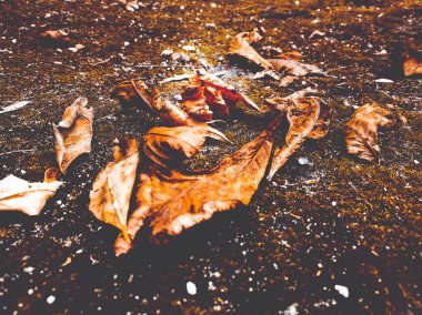 yosun kuru yaprakları