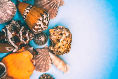 Mavi arka planda deniz kabukları