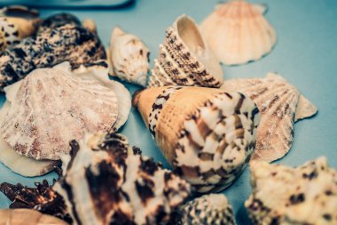 Arka plan mavi bir arka plan üzerinde deniz kabukları