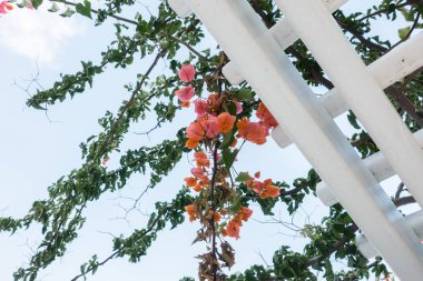 Güzel deniz resort sokakları