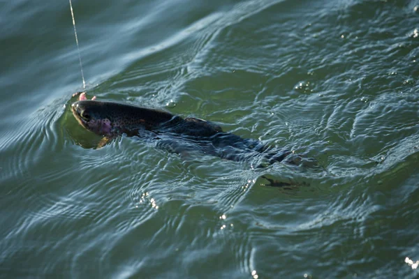 Pesca de truchas en el lago — Foto de Stock