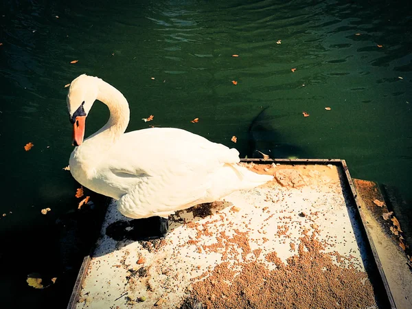 Cisne blanco en un estanque —  Fotos de Stock