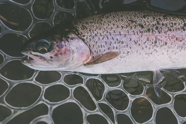 Pesca alla trota sul lago — Foto Stock