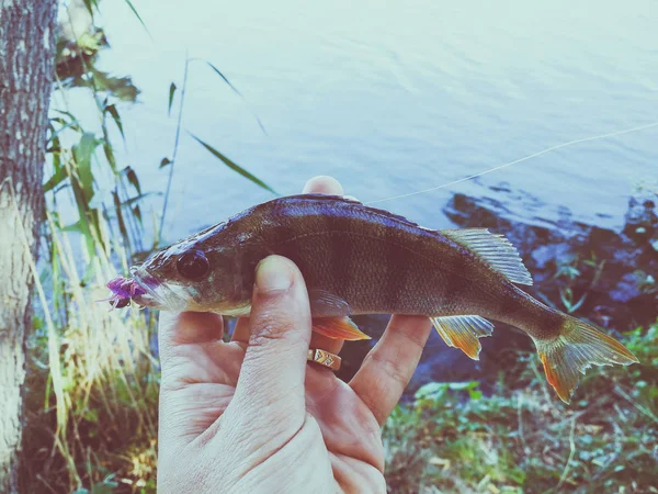 Der Fischer hält einen Fisch in der Hand — Stockfoto