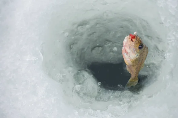 Winter Ice Fishing Hobby — 스톡 사진