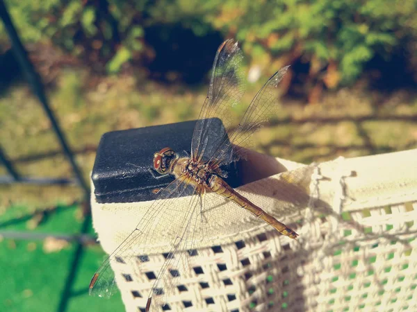 Libélula en el respaldo de una silla — Foto de Stock