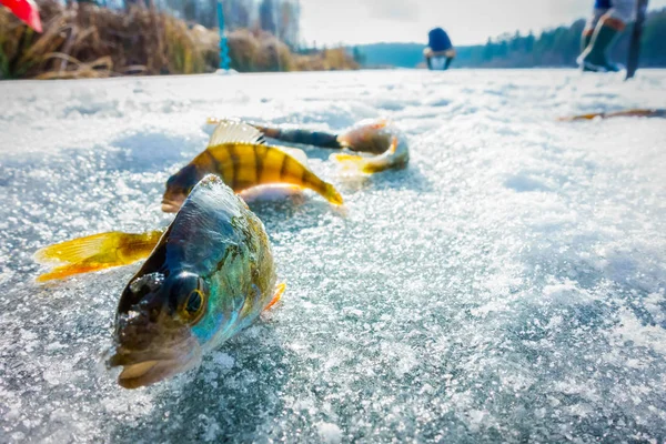 Pesca Invierno Desde Hielo — Foto de Stock