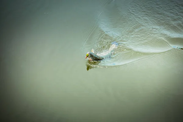 Pesca Truta Lago — Fotografia de Stock